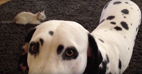 Cute dalmatian dog plays with a cat for the first time
