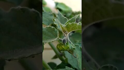 fly vs caterpillar