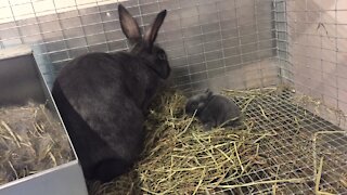 How to Nurse Baby Rabbits