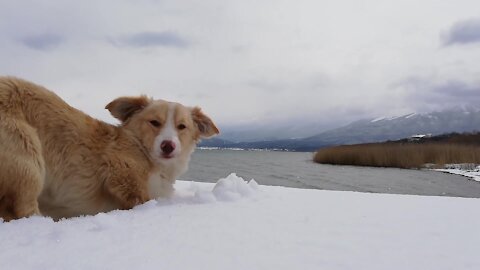 Rescued puppy's first winter adventure is absolutely breathtaking