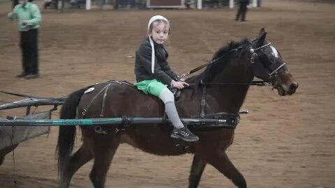 Cute Amish Girl Selling Her Pony