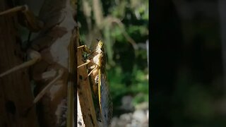 Cicala Cicada in the Forest #cicala #cicada #Philippines