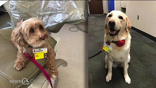 Researchers at Case Western Reserve University using saliva to see how humans benefit from therapy animals