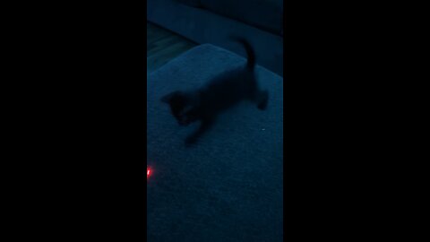 midnight the cat playing