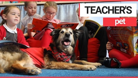 This adorable pooch is helping primary school children learn to read