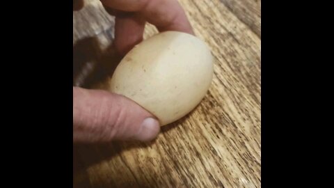 Soft shelled chicken egg