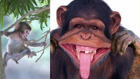 Funny Monkey Videos - A Funny Monkeys Compilation 2021--