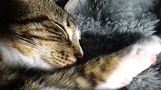 Kitten Rudolph Sleeps with Stretched Paws
