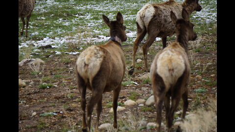 Mule deer crossing the road in Estes Park, Colorado