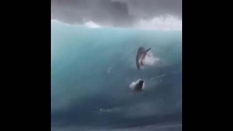 California sea lions leaping through massive waves off Santa Barbara Island, west of Los Angeles.