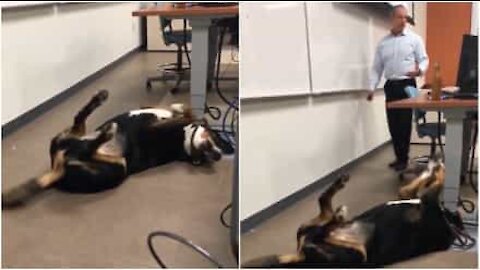 Il cane del Prof. in aula per calmare gli alunni