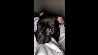 Adorable Black Boxer puppy