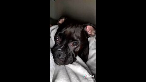 Adorable Black Boxer puppy
