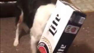Dog can't hide his guilt after getting caught red-handed