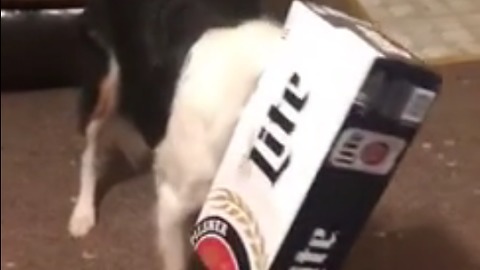 Dog can't hide his guilt after getting caught red-handed