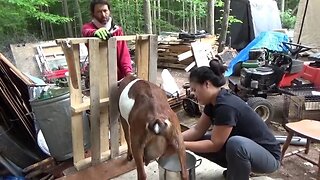 Melanie Milks The Goats Her First Time