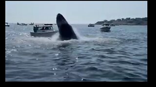 Breaching Whale Slams Boat