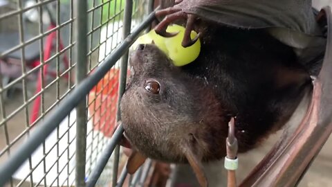 Ever Watched A Little Red Flying Fox Eat A Grape? Meet Jackie, In Mandi's Bat Aviary