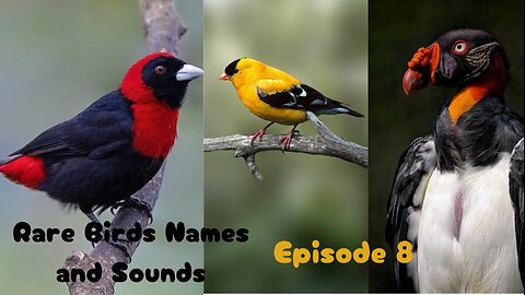 Rare Birds Names and Sounds- Eighth Episode