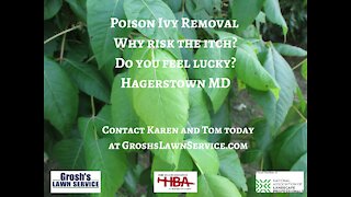 Poison Ivy Hagerstown MD Landscaping Contractor GroshsLawnService.com