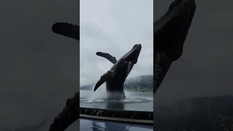 The Whale Project - Juneau Alaska!