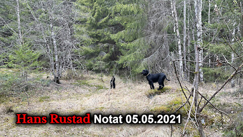 Skogpodcast 5. mai: Norges forsvar blir en brikke i USAs spill