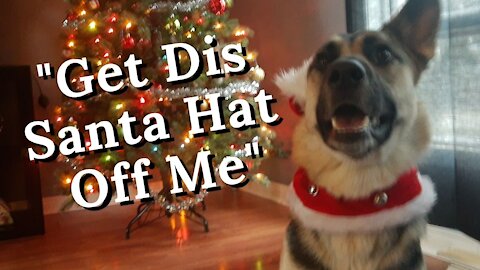 Dog Vs Santa Hat | My Dog Has So Much Christmas Cheer 😂