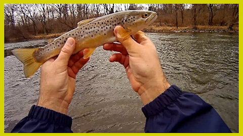 Tulpehocken Creek Brown Trout