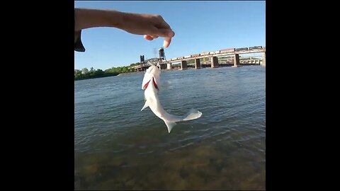 Fishing for White Bass