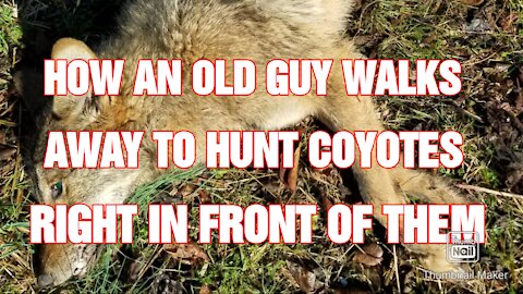 How to walk away from a coyote hunt then get the coyote