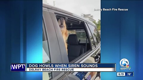 Dog howls at siren in Delray Beach