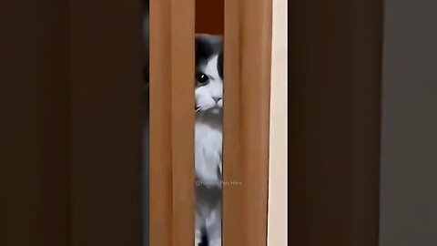 Funniest Cats And Dogs videos 🐶🐱