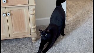 Adopting a Cat from a Shelter Vlog - Cute Precious Piper Cat Does a Long Stretch After Work