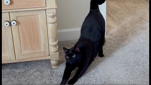 Adopting a Cat from a Shelter Vlog - Cute Precious Piper Cat Does a Long Stretch After Work