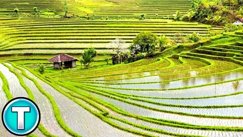 Rice Terraces of Bali