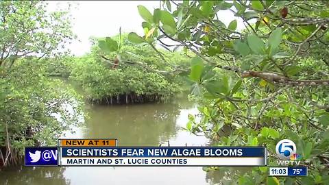 Scientist fears new toxic algae blooms on the Treasure Coast