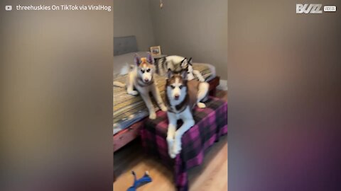 Huskies start howling at the idea of a walk