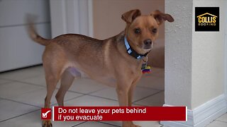 Keeping your pets safe | Tracking the Tropics Quick Tip