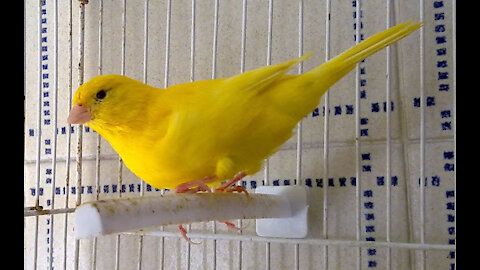 Belgian canary singing a lot