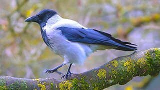 Hooded Crow Takes a Dump