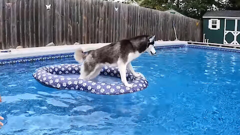 Husky Gets a New GIANT Pool 💫 Husky Swimming Pool Party