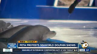 PETA takes aim at SeaWorld's dolphin shows