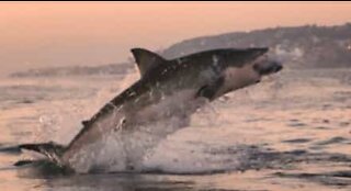 Un grand requin blanc surgit de l'eau près d'un bateau en Afrique du Sud