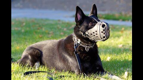 14 Most Aggressive Guard Dogs in the World