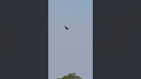 Vulture overhead at the Farm 🚜