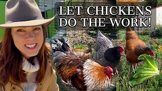 Using Chickens in the Garden & A New Omlet Eglu Coop: Part 1