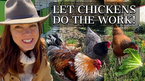 Using Chickens in the Garden & A New Omlet Eglu Coop: Part 1