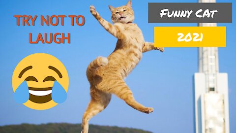 Funniest Cats of 2021 😹 - Try not to Laugh 😂 - Funny Cats Life