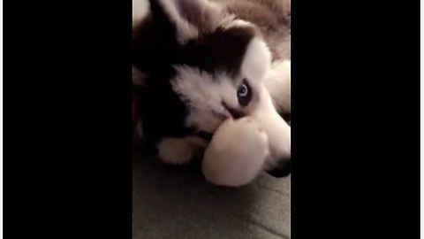 Vocal husky puppy talks back to owner