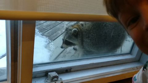 Pesky raccoon peeks into Toronto home